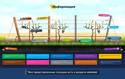 naidy_garden - 🍇Опоры для поддержки кустов малины от... | Facebook