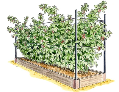 Опора для малины/ежевики в интернет-магазине Ярмарка Мастеров по цене 7000  ₽ – LPKD8RU | Ограждения и заборчики, Лобня - доставка по России