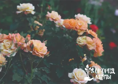 Изысканные и неприхотливые розы-шрабы: лучшие сорта и виды | Огород Мечты |  Дзен