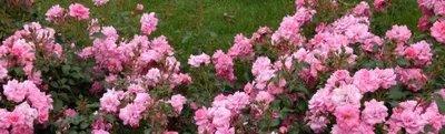 Розы шрабы: описание, фото и список сортов | Интернет-магазин садовых  растений