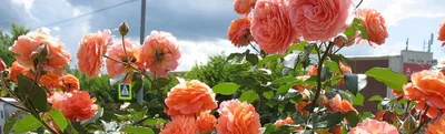 Мокароза (Mokarosa): продажа, цена в Полтаве. Рассада и саженцы цветов от  \"Рози Полтава\" - 1644119906