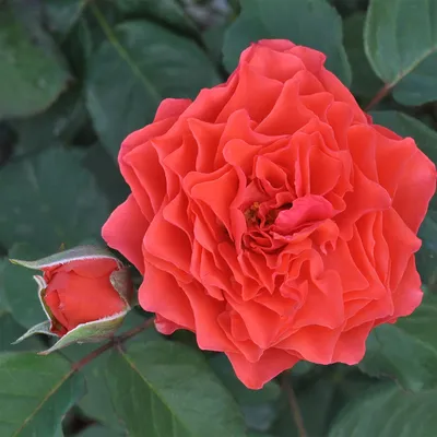 Розы шрабы: посадка и уход | Интернет-магазин садовых растений