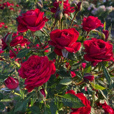 Chaucer' Rose Photo | Rose photos, Rose, Flowers