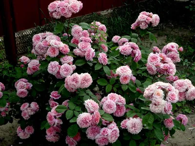 Роза Шраб Перпл Лодж | Калужский питомник растений
