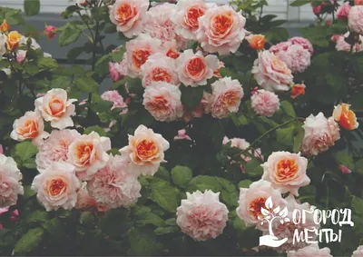 Прекрасная роза-шраб: нюансы посадки и ухода за цветущим кустарником |  Огород Мечты | Дзен