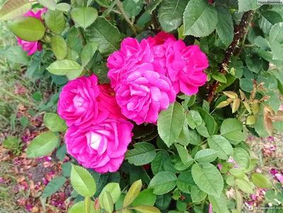 Роза Джон Франклин - «Канадская роза Джон Франклин, что ты забыла в  Российском саду? Как вырастить и ухаживать за этой красотой. » | отзывы