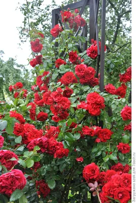 Клубни Розы Цветояр купить по выгодной цене в интернет-магазине OZON  (1243373598)