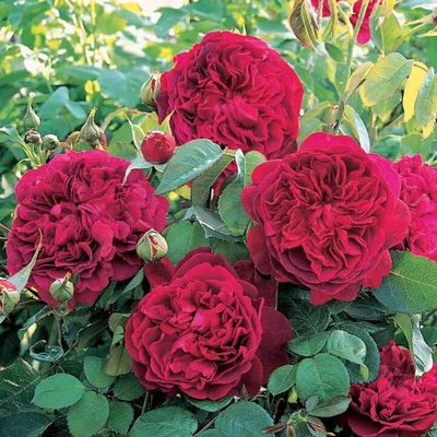 Купить Роза шрабовая Бирнбах — от НПО Сады Росcии с доставкой