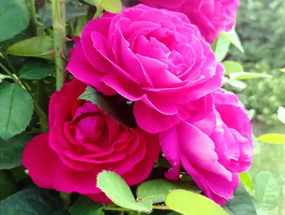 Купить кустовые розы с доставкой по Екатеринбургу - интернет-магазин  «Funburg.ru»