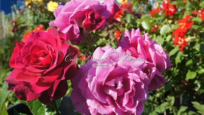Роза почвопокровная Книрпс (Knirps) - Саженцы растений » Розы саженцы »  Почвопокровные розы » Роза почвопокровная Книрпс (Knirps)