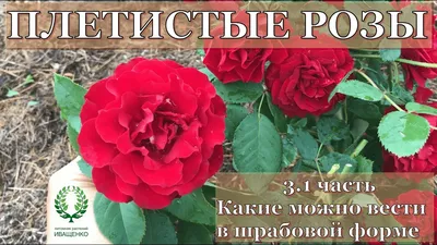 Экзотические Растения Мира on Instagram: “Сорт розы парковой \"Принц\" -  просто неописуемой красоты. Среднерослый шрабовый куст… | Розы, Красивые  розы, Красивые цветы