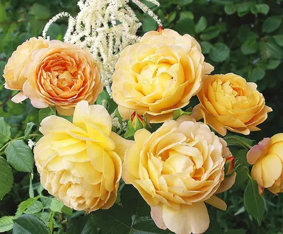 Купить Роза шрабовая Праздник золота — от НПО Сады Росcии с доставкой