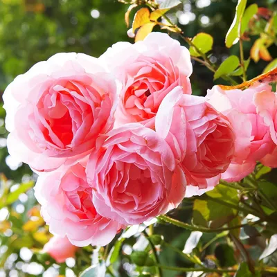 Роза шрабовая, \"Масаки\" - 80 грн, купить на ИЗИ (40565041)