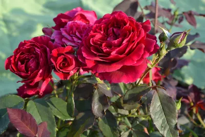 Пэт Остин (Rosa Pat Austin): продажа, цена в Полтаве. Рассада и саженцы  цветов от \"Рози Полтава\" - 1644255409
