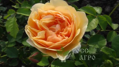 Роза шраб Артемис