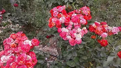 Роза №16 Belvedere/Бельведер - YouTube