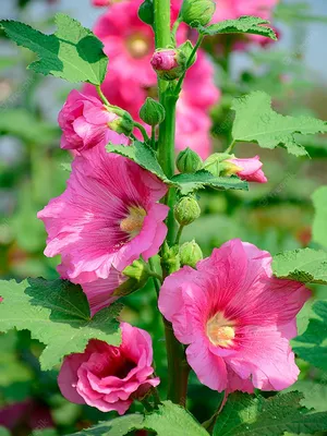 Шток-роза Розовая (Alcea Rosea)