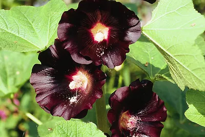 Корневище Шток-розы Черная (Alcea Rosea Nigra)