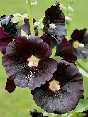 Шток-роза Чёрная (Alcea Rosea Black)