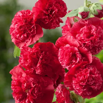 Купить семена Шток-роза Королевская желтая в Минске и почтой по Беларуси