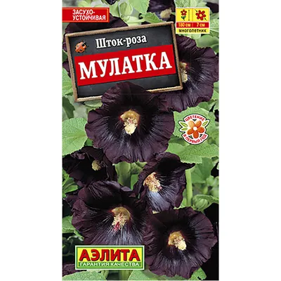 Шток-роза - купить по отличным ценам в Бишкеке и Кыргызстане Agora.kg -  товары для Вашей семьи