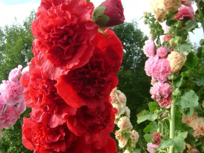 Начало июня - еще можно сеять шток-розу (мальву): подборка сортов | уДачный  выбор | Дзен