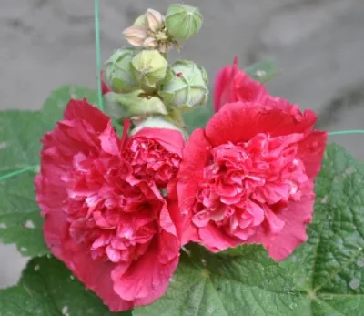 Мальва (шток-роза) Летний карнавал Яблоневый цвет, семена – купить в  питомнике по цене 67 ₽ с доставкой по всей России.