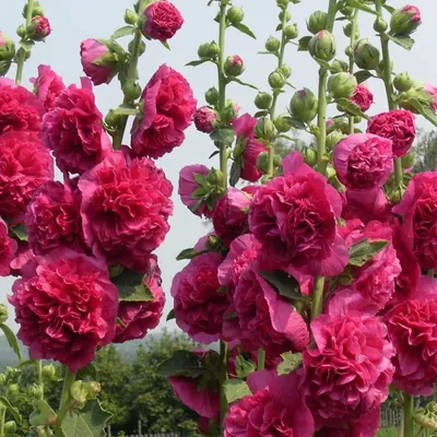 Розы, Штокрозы Орешка штокроза - купить по выгодным ценам в  интернет-магазине OZON (300124133)