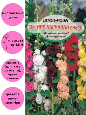 Шток-роза Любава (А)