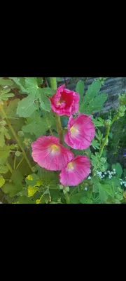 Семена цветов Шток-роза двулетняя высокорослая \"Летний карнавал\", смесь  окрасок, 0,3 г купить по цене 53.1 ₽ в интернет-магазине KazanExpress