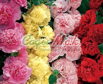 Шток-роза Летний Карнавал розово-красный семена 15 ШТ | AliExpress