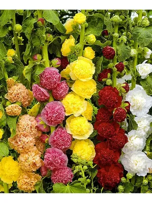 Шток-роза Смесь окрасок 0,2гр ЦП Урожай у Дачи — купить в Вологде в  СтройОптТорг: выбирайте в каталоге с ценами, характеристиками, фото.