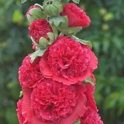 Семена цветов Шток-роза \"Летний карнавал\", 0,3 г (1314164) - Купить по цене  от 17.30 руб. | Интернет магазин SIMA-LAND.RU