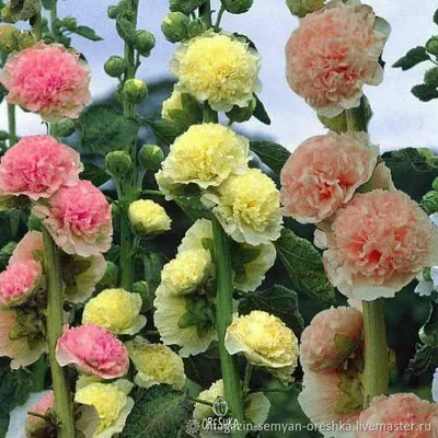 Семена цветов Шток-роза \"Летний карнавал\", 0,3 г (1314164) - Купить по цене  от 17.30 руб. | Интернет магазин SIMA-LAND.RU