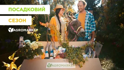 Шток-роза Летний Карнавал, смесь окрасок - фото урожая, цены, отзывы и  особенности выращивания