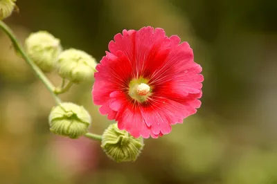 Стоит ли покупать Шток-роза Летний Карнавал, розовая, 13 семян? Отзывы на  Яндекс Маркете