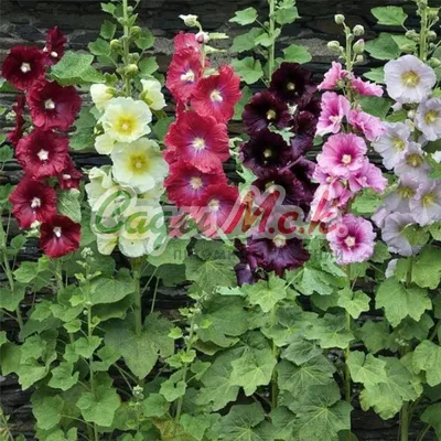 Семена цветы \"Шток роза Ассорти\" купить по цене 49 ₽ в интернет-магазине  KazanExpress
