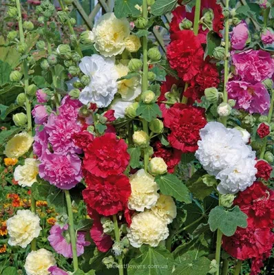 Мальва или шток-роза. Выращивание и уход в открытом грунте. | Советы  дачника и цветовода | Дзен