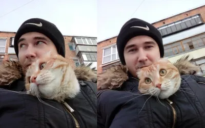 Шуба из кошки: полная грациозность на фотографии