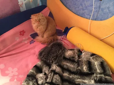 Шуба из кошки: вдохновение и уют на одном изображении