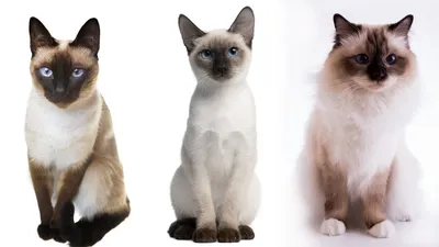 Качественные картинки Сиамской длинношерстной кошки