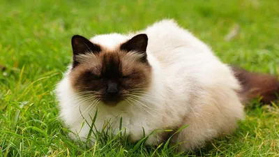 Очаровательные фотографии Сиамской длинношерстной кошки