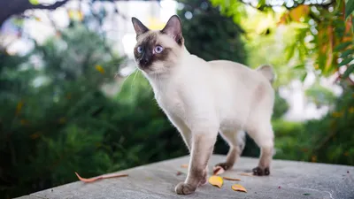 Фото Сиамской длинношерстной кошки в высоком разрешении