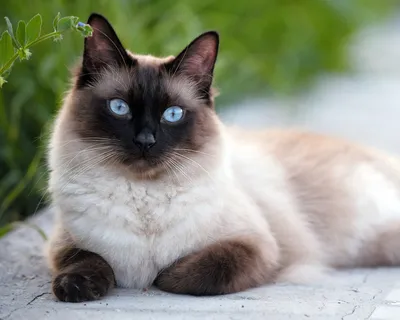 Фото Сиамской длинношерстной кошки - в хорошем качестве