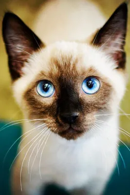 Яркие картинки Сиамской длинношерстной кошки