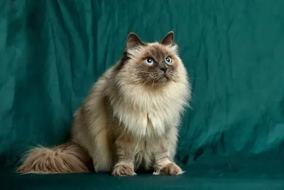 Стильные картинки Сиамской длинношерстной кошки