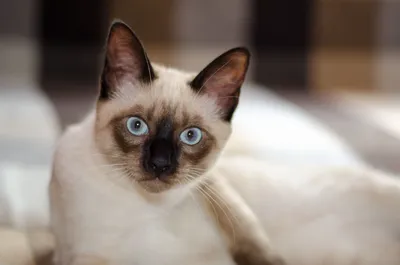 Фото Сиамской длинношерстной кошки с прекрасной шерстью