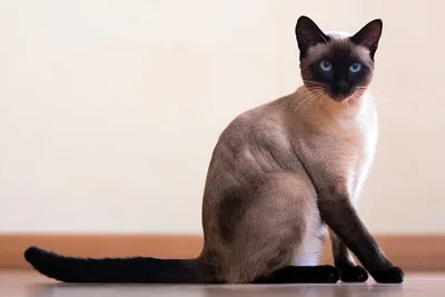 Скачать бесплатно изображения Сиамской длинношерстной кошки в формате png