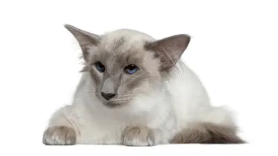 Фото Сиамской длинношерстной кошки - выбирайте свой формат