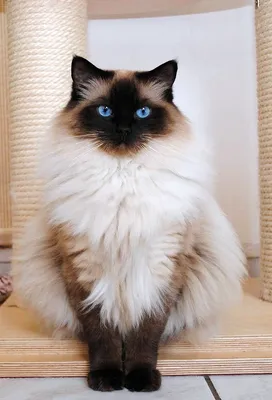 Фон с изображением Сиамской длинношерстной кошки